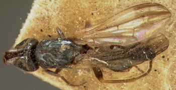 Media type: image;   Entomology 13275 Aspect: habitus dorsal view